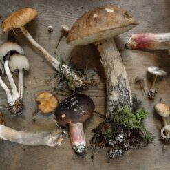 Soucoupe Volante Magic Mushrooms | By ShroomCo®